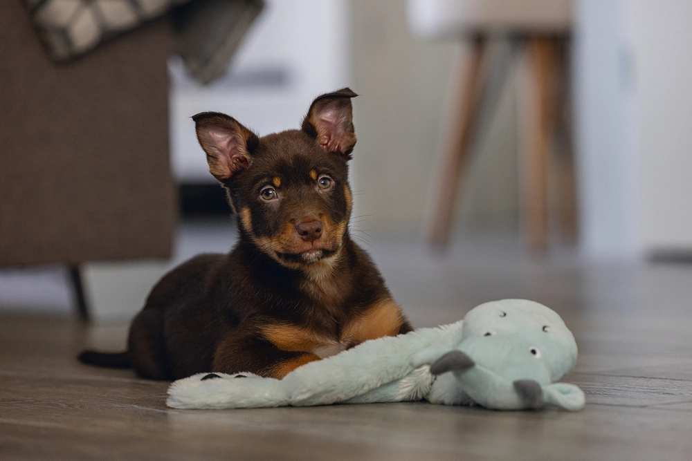 Beeztees Yavru Köpek Oyuncağı, Dragon, Peluş, Gri, 45x24,5x6cm - 2