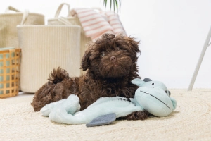 Beeztees Yavru Köpek Oyuncağı, Dragon, Peluş, Gri, 70x16x10cm - 3