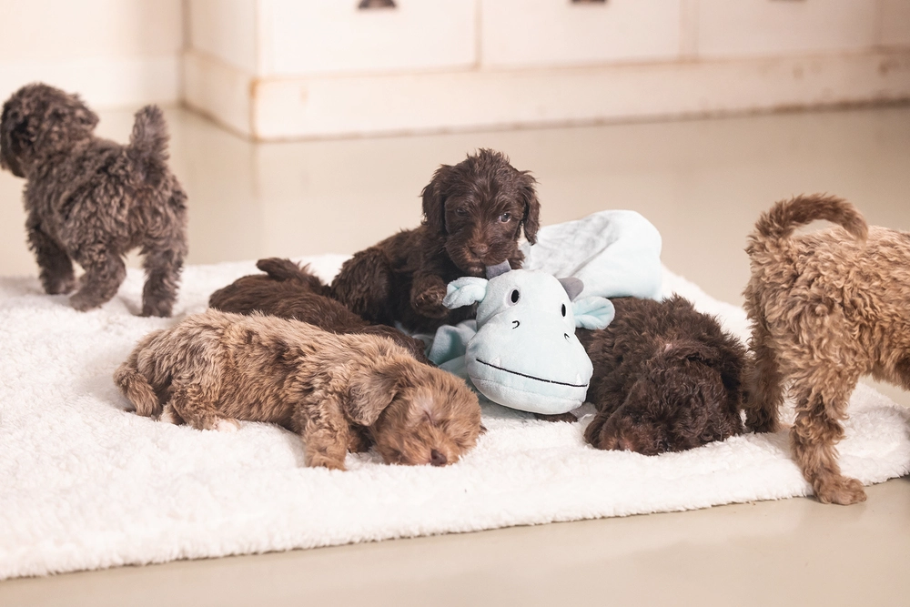 Beeztees Yavru Köpek Oyuncağı, Dragon, Peluş, Yeşil, 31,5x25x17cm - 3