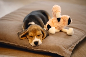 Beeztees Yavru Köpek Oyuncağı, Flamingo, Peluş, Pembe, 27x10x18cm - 2