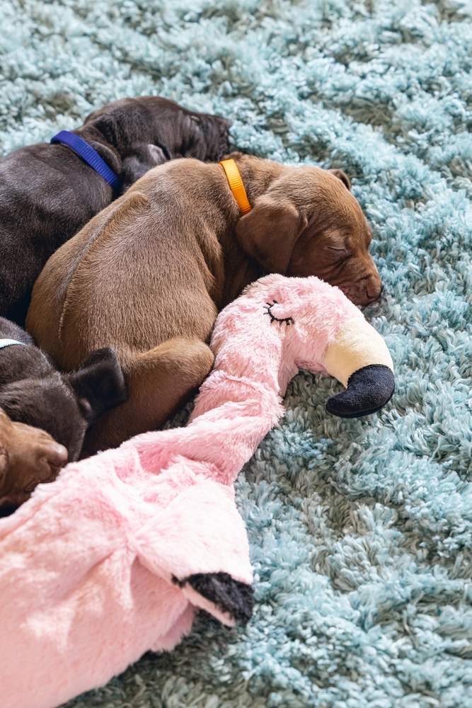 Beeztees Yavru Köpek Oyuncağı, Flamingo, Peluş, Pembe, 43x24x4cm - 5