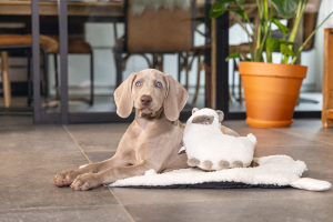 Beeztees Yavru Köpek Oyuncağı, Kalp Atışlı, Lama, Peluş, Beyaz, 26x20x7,5cm - 4