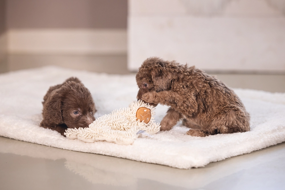 Beeztees Yavru Köpek Oyuncağı, Peluş, Beyaz, 37x28x4cm - 3