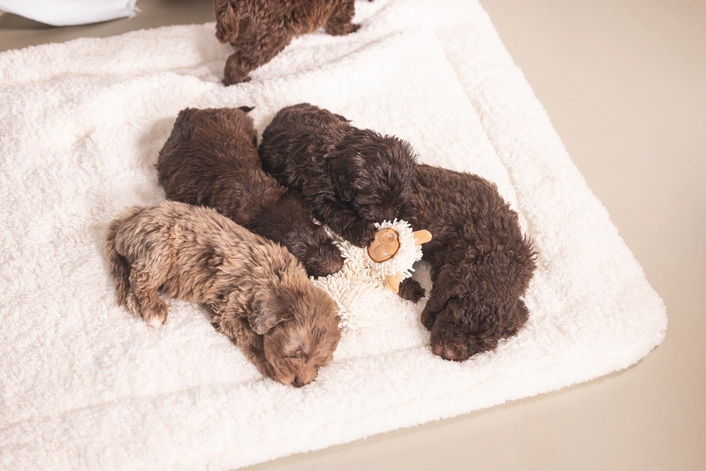 Beeztees Yavru Köpek Oyuncağı, Peluş, Beyaz, 37x28x4cm - 4