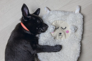 Beeztees Yavru Köpek Oyuncağı, Peluş, Beyaz, 40x22x5cm - 5