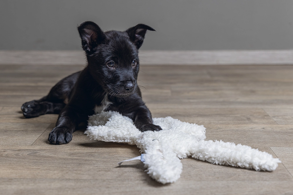 Beeztees Yavru Köpek Oyuncağı, Peluş, Beyaz, 40x22x5cm - 5