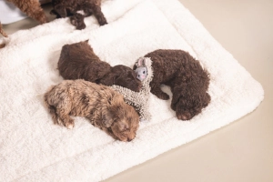 Beeztees Yavru Köpek Oyuncağı, Peluş, Gri, 37x28x4cm - 3