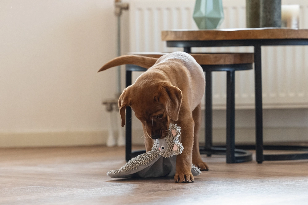 Beeztees Yavru Köpek Oyuncağı, Peluş, Gri, 37x28x4cm - 4