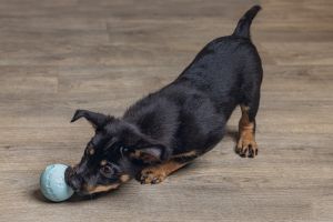 Beeztees Yavru Köpek Oyuncağı, Top, Kauçuk, Yeşil, 6cm - 2