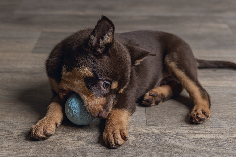 Beeztees Yavru Köpek Oyuncağı, Top, Kauçuk, Yeşil, 6cm - 3