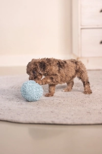 Beeztees Yavru Köpek Oyuncağı, Top, Peluş, Mavi, 10cm - 2