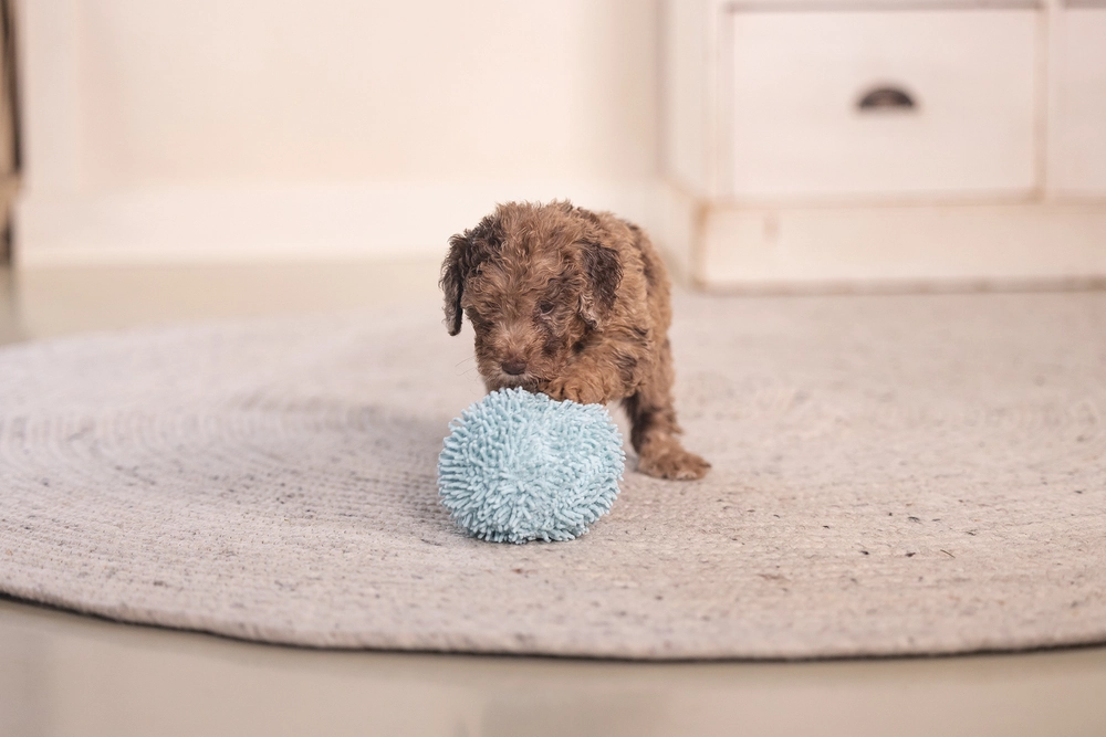 Beeztees Yavru Köpek Oyuncağı, Top, Peluş, Mavi, 10cm - 3