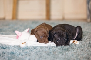 Beeztees Yavru Köpek Oyuncağı, Unicorn, Peluş, Beyaz, 33x25x14cm - 5