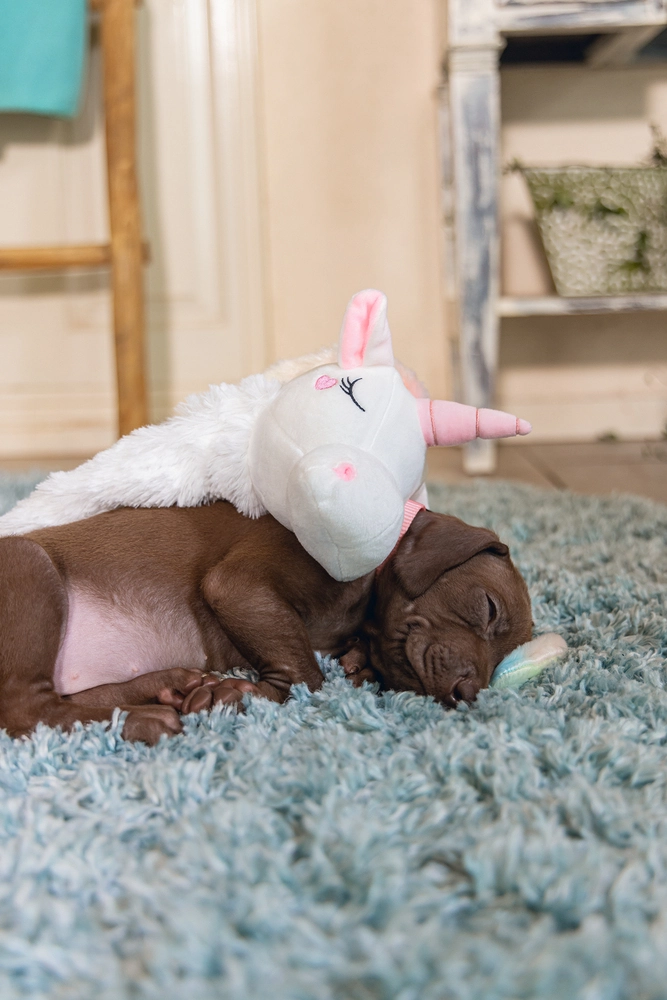 Beeztees Yavru Köpek Oyuncağı, Unicorn, Peluş, Beyaz, 49x10x14cm - 3