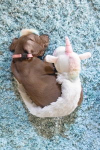 Beeztees Yavru Köpek Oyuncağı, Unicorn, Peluş, Beyaz, 49x10x14cm - 4