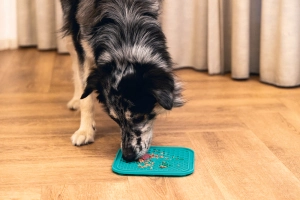 Beeztees Yavru Köpek Yaş Mama Yeme Oyuncağı, Kare Şeklinde, Silikon, Yeşil, 20x20cm - 2