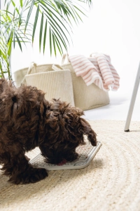 Beeztees Yavru Köpek Yaş Mama Yeme Oyuncağı, Kare, Silikon, Gri, 20x20cm - 2