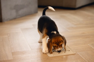 Beeztees Yavru Köpek Yaş Mama Yeme Oyuncağı, Kare, Silikon, Gri, 20x20cm - 5