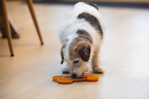 Beeztees Yavru Köpek Yaş Mama Yeme Oyuncağı, Kemik Şeklinde, Silikon, Turuncu, 18x11cm - 2