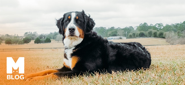 Bernese Dağ Köpeği Bakımı ve Özellikleri