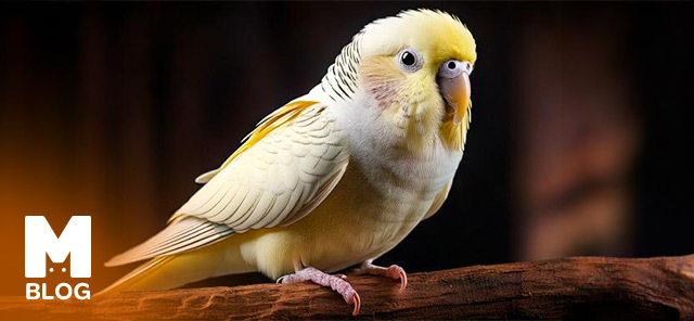 Beyaz Güzellik Albino Muhabbet Kuşu Özellikleri ve Bakımı