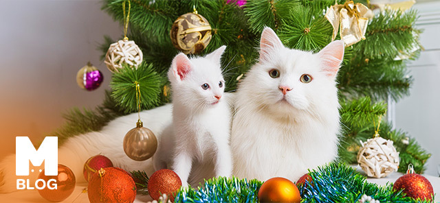 Beyaz Kedi Cinsleri Nelerdir?