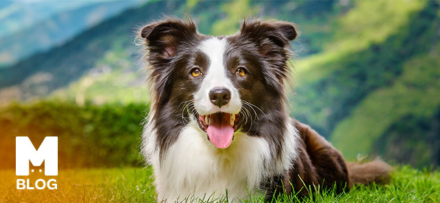 Border Collie Özellikleri ve Bakımı