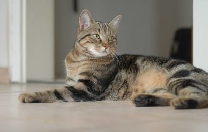 Brazilian Shorthair Özellikleri ve Bakımı