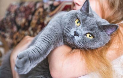 British Shorthair Kediler Hangi Cinsle Çiftleşir?