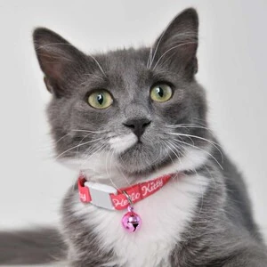 Hello Kitty Boyun Tasması 1 Cm Pembe Beyaz - 4