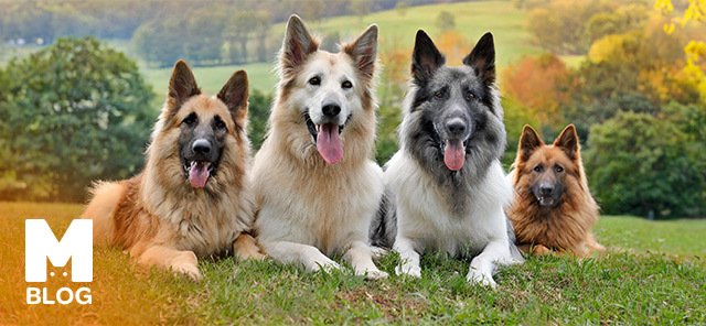 Çoban Köpeği Cinsleri