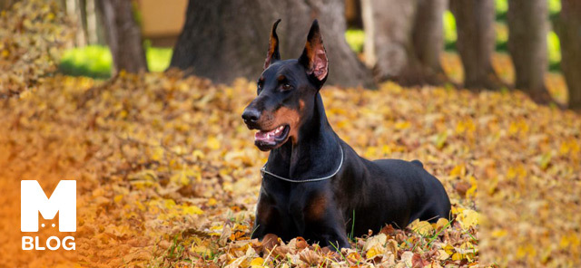 Doberman Pinscher Bakımı ve Özellikleri 