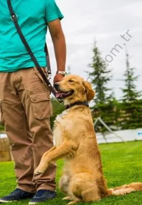 Doggie Ayarlanabilir Deri Gezdirme Tasması (2CMx190CM - PGT 20) - 2