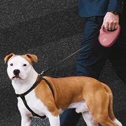 Doggie Master Serisi Otomatik Köpek Gezdirme Tasması Medium - 19