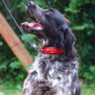 Doggie Nazar Boncuklu Deri Boyun Tasması (2CMx40CM-SBT 2023 S) - 2