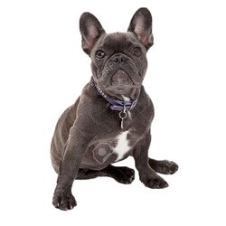 Doggie Yumuşak Doku Deri Boyun Tasması (2.5CMx50CM - SBT 2511 M) - 3