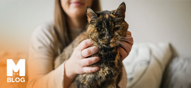 Dünyanın En Yaşlı Kedisi Flossie
