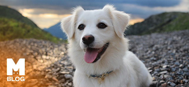 Duyulmamış Erkek Köpek İsimleri