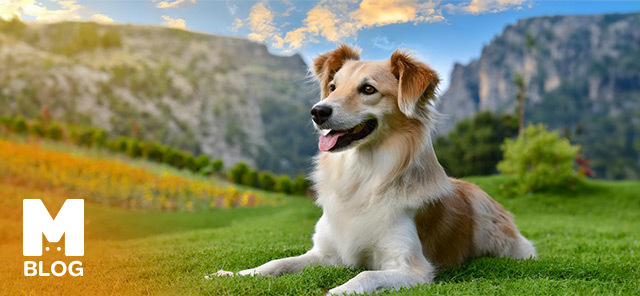 En Güzel Dişi Köpek İsim Önerileri
