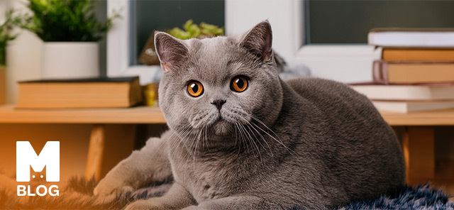 En Sağlıklı Kedi Cinsleri
