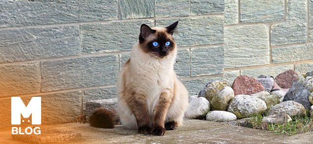 En Uzun Yaşayan Kedi Irkı