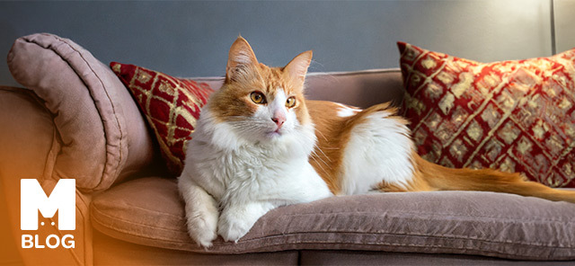 Erkek Kedi İsimleri Nelerdir?