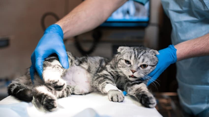 ERKEK KEDİLERDE KISIRLAŞTIRMA NASIL YAPILIR?