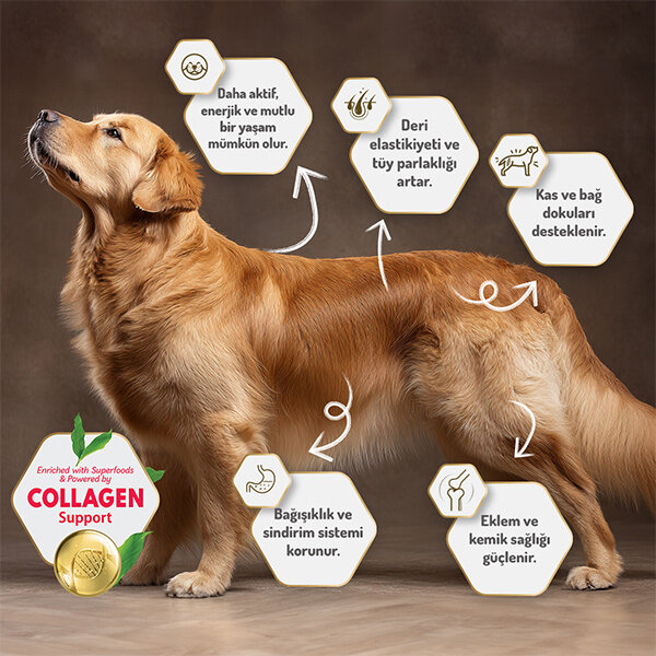 Felicia HypoAllergenic Kuzulu Küçük Irk Yavru Köpek Maması 6 Kg​ - 6