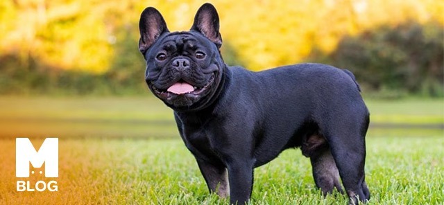 French Bulldog Bakımı ve Özellikleri