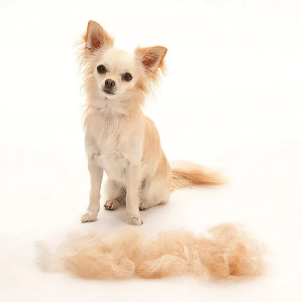 Furminatör Kısa Tüylü Köpekler İçin Tarak XSmall - 2