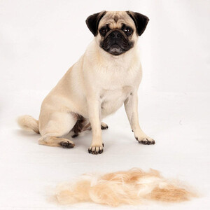 Furminator Kısa Tüylü Küçük Irk Köpek Tüy Alma Tarağı S - 3