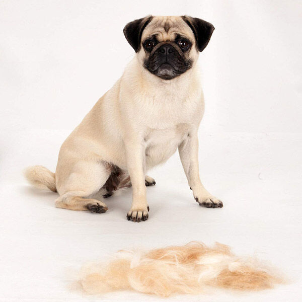Furminator Kısa Tüylü Küçük Irk Köpek Tüy Alma Tarağı S - 3