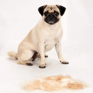Furminator Kısa Tüylü Köpekler İçin Tarak Small - 3