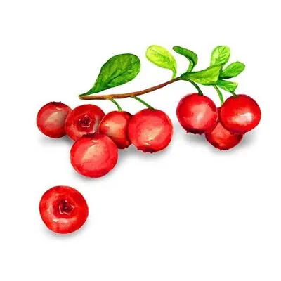 Gimdog MeatBones Tavuk Kızılcıklı ve Biberiyeli Köpek Ödül Maması 70gr - 4